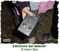 Electronic bat detector