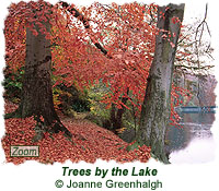Trees by the Lake